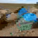 trash pliers trash pliers