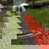 Vorschau: Kabelbrücke Cableguard Red Line 5
