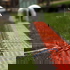 Vorschau: Kabelbrücke Cableguard Red Line 5