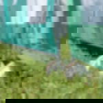 construction fence roll Construction fence rolls for building site fences