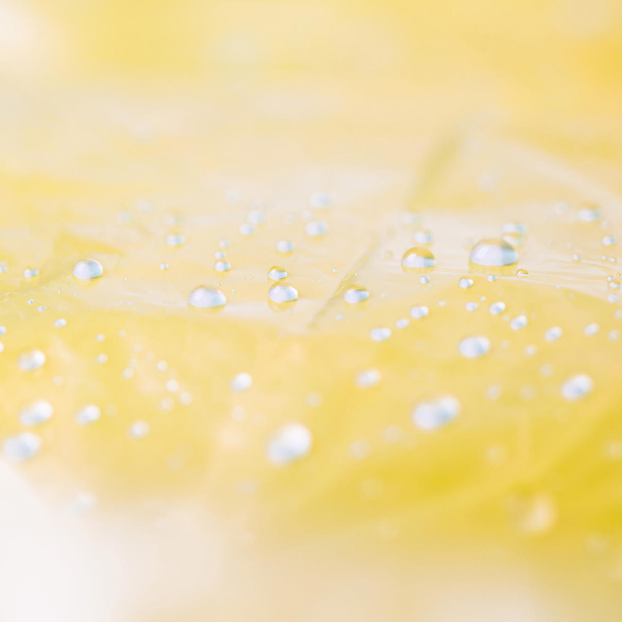 Disposable raincape GRIP – pack of 10 - yellow