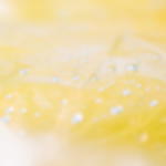 disposable raincape - yellow Disposable raincape GRIP – pack of 10 - yellow