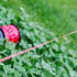 Preview: 2 mm mason's cord